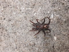 Actinopus robustus