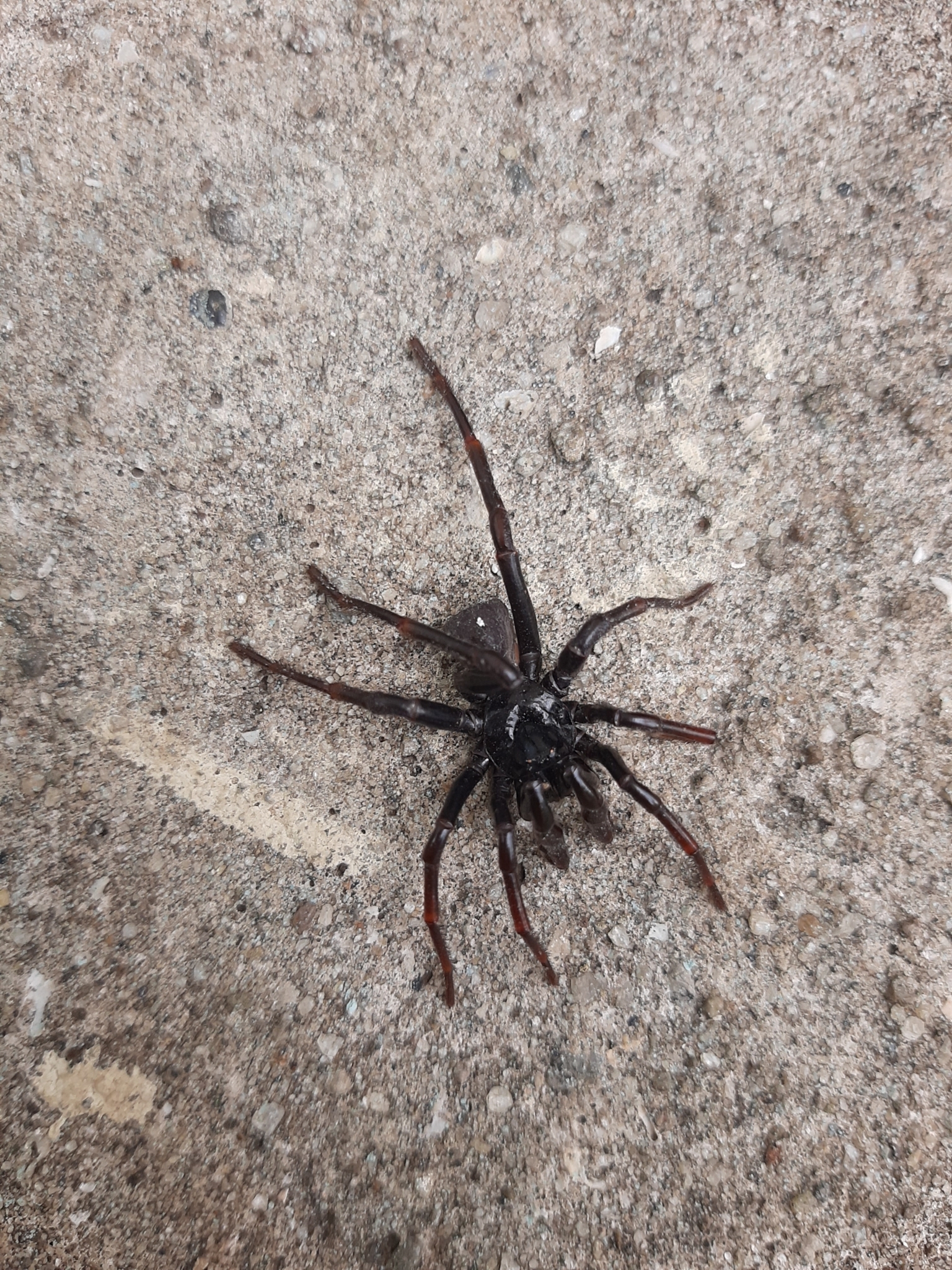 Actinopus robustus (O.Pickard-Cambridge, 1892)