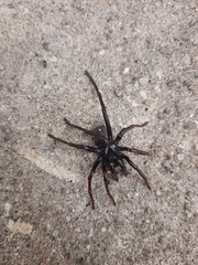 Actinopus robustus