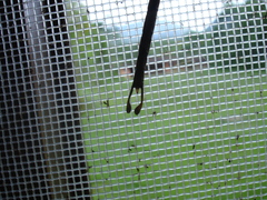 Gynacantha chelifera