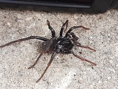 Actinopus robustus