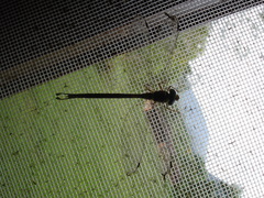 Gynacantha chelifera