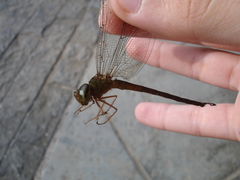 Gynacantha chelifera