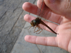 Gynacantha chelifera