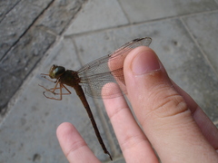 Gynacantha chelifera