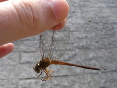 Gynacantha chelifera