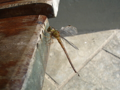 Gynacantha chelifera