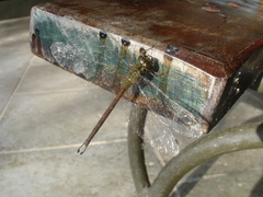 Gynacantha chelifera