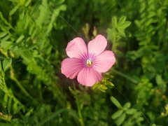 Linum pubescens