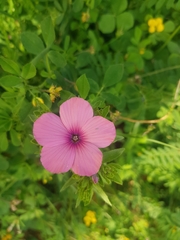 Linum pubescens