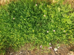 Linum pubescens