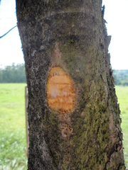 Machaerium isadelphum