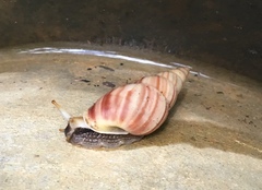 Leiostracus vimineus