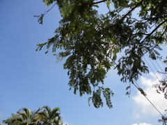 Machaerium isadelphum