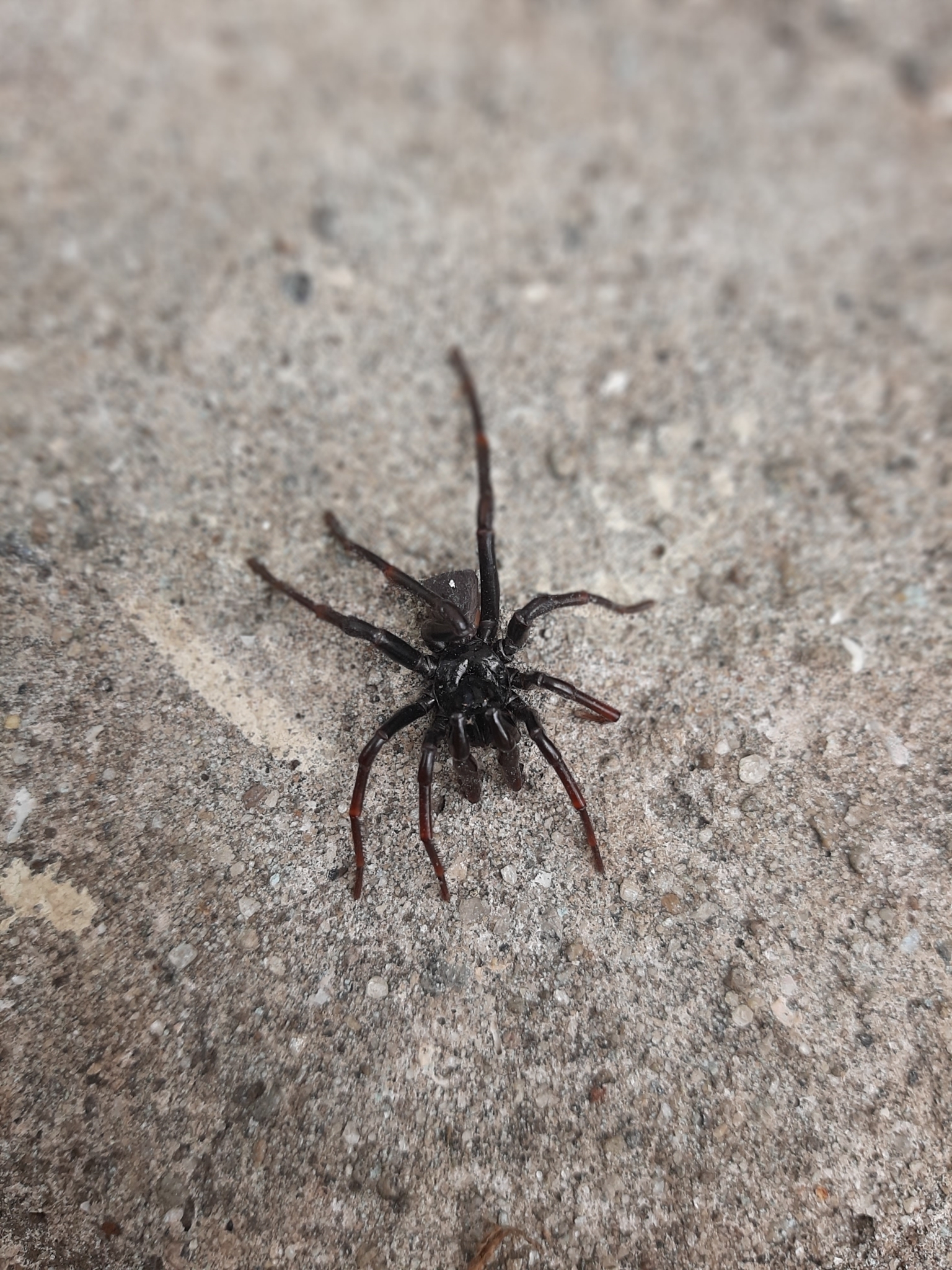 Actinopus robustus (O.Pickard-Cambridge, 1892)