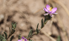 Spergularia bocconei