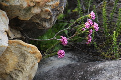 Sonderothamnus petraeus