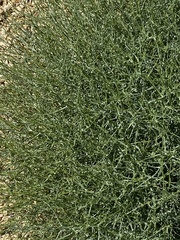 Cycloloma atriplicifolium