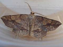 Euchlaena deplanaria