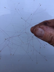 Agrostis montevidensis