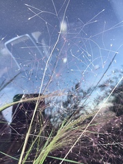 Agrostis montevidensis