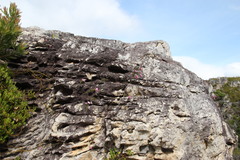 Sonderothamnus petraeus