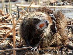 Myocastor coypus