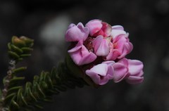 Sonderothamnus petraeus