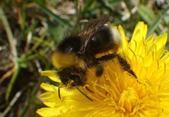 Bombus bohemicus
