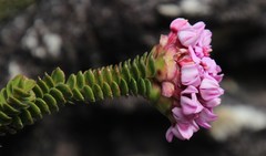 Sonderothamnus petraeus