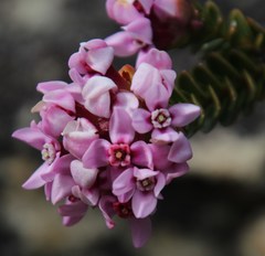 Sonderothamnus petraeus