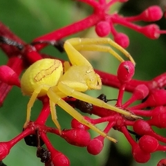 Misumenops callinurus