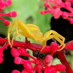 Misumenops callinurus