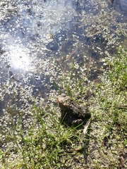 Anaxyrus