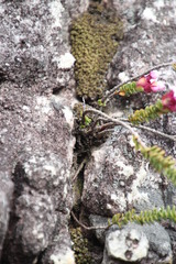 Sonderothamnus petraeus