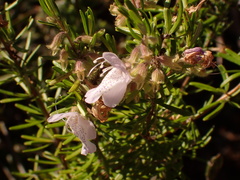 Conradina