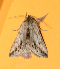 Pleromelloida cinerea