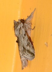 Pleromelloida cinerea