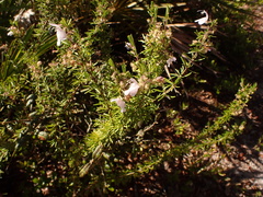 Conradina