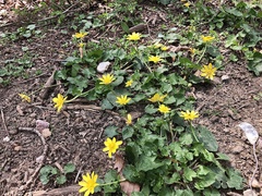 Ficaria verna