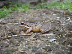Leptodactylus notoaktites