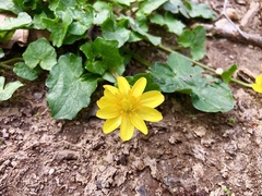 Ficaria verna