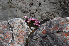 Sonderothamnus petraeus