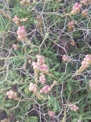 Sarcopoterium spinosum