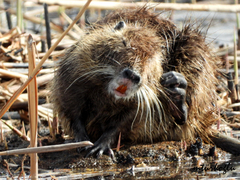 Myocastor coypus