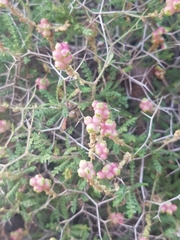 Sarcopoterium spinosum