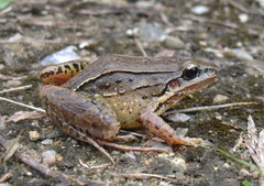 Leptodactylus notoaktites