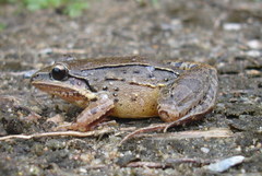Leptodactylus notoaktites