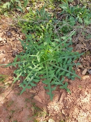 Lactuca