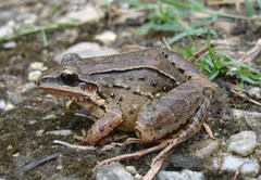 Leptodactylus notoaktites